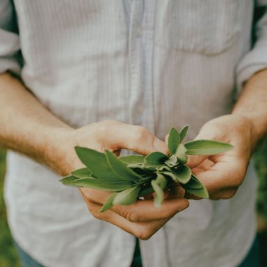 cooking with herbs