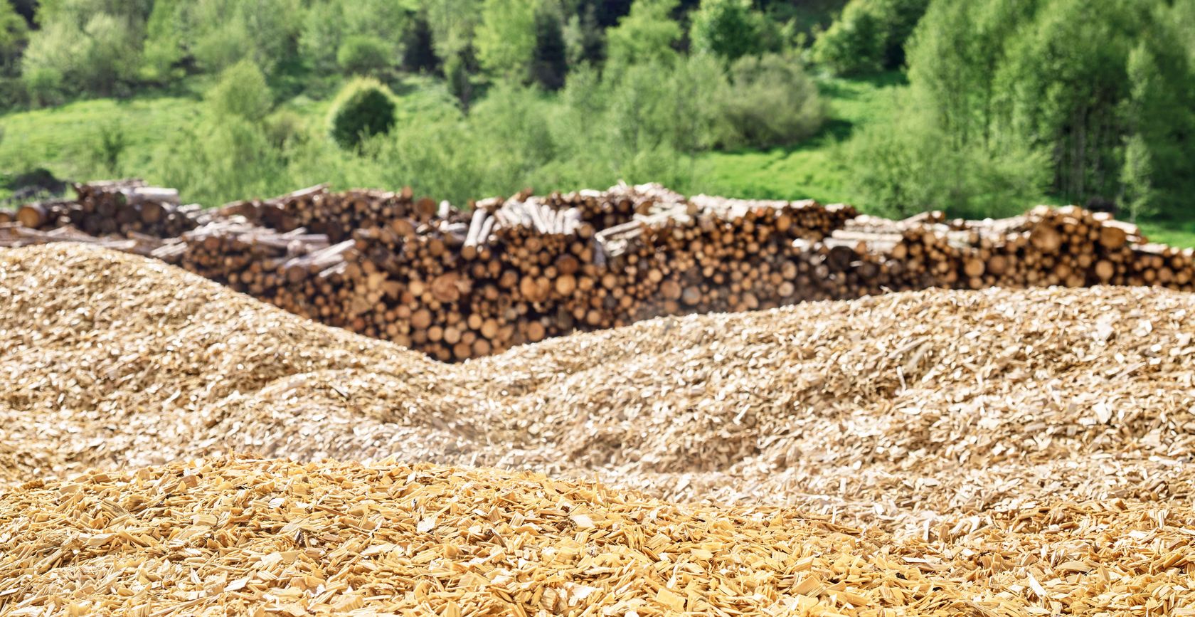 forest log yard