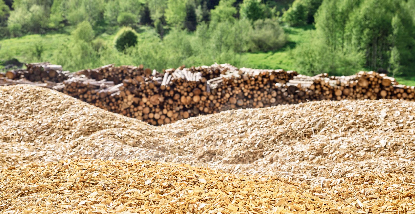 forest log yard