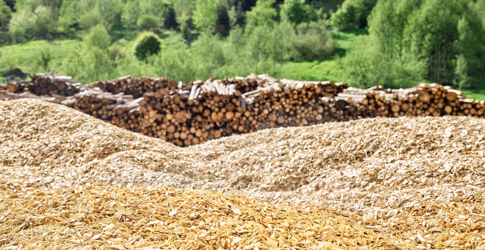 forest log yard