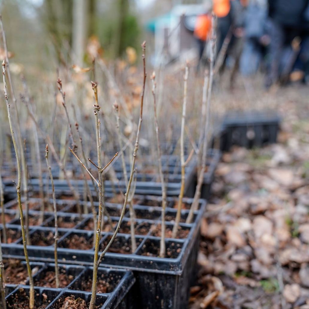 Schüller Tree-planting campaign