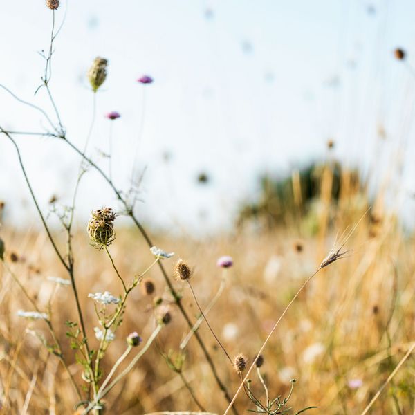 Claddings for glass recesses – GM17L Herb meadow