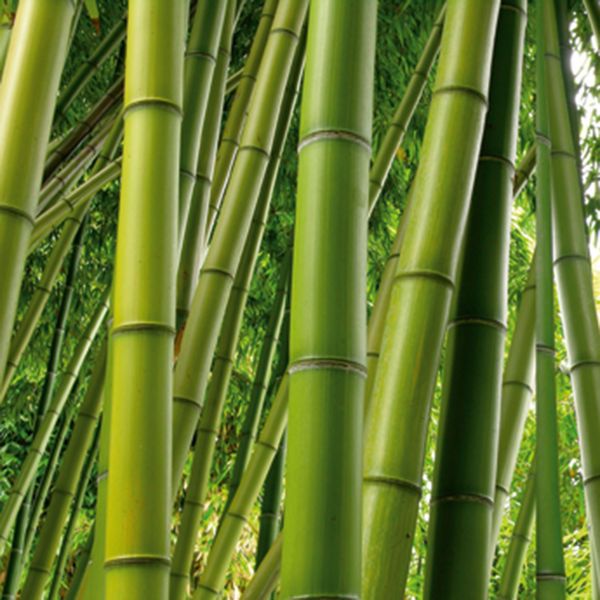 Wand- en nisbekledingen van glas – GM21L Bamboebos