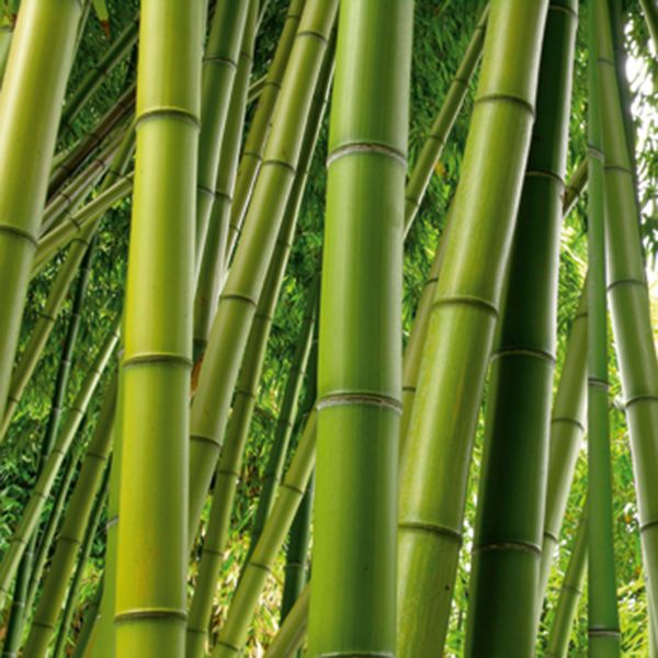 Claddings for glass recesses – GM21L Bamboo forest