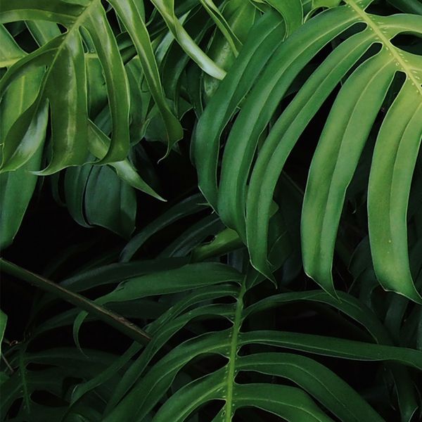 Wand- en nisbekledingen van glas – GM24L Philodendron